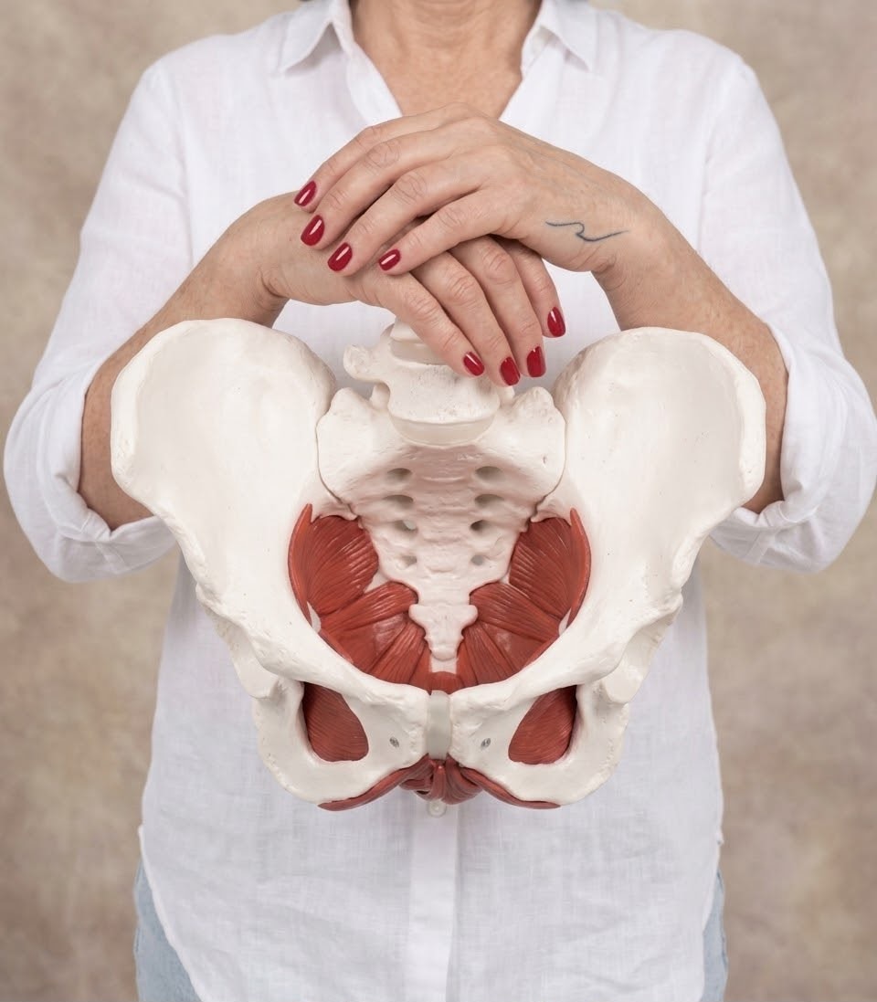 Hands resting on an anatomical pelvis and pelvic floor model