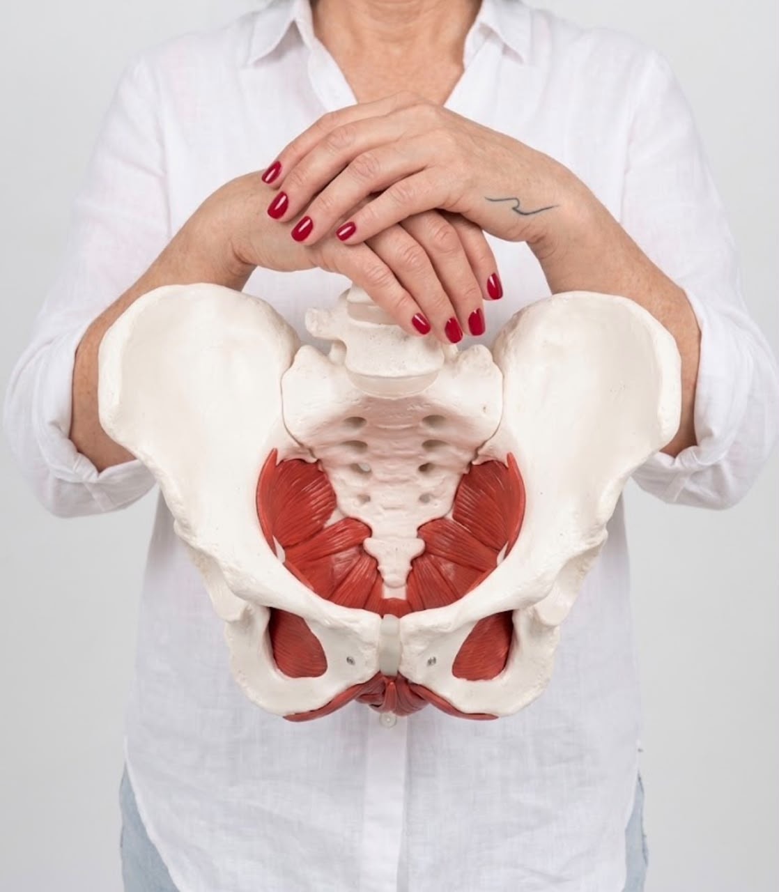 Hands resting on an anatomical model of the pelvis and pelvic floor